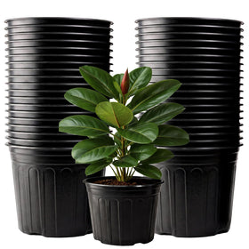 Tulpeed 50-pack nursery pots in cylinder shape, ideal for starting seedlings.