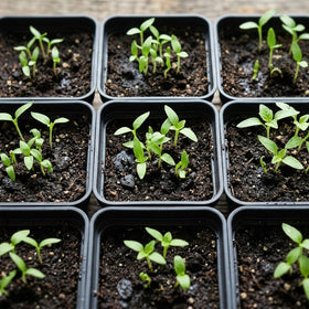 Tulpeed indoor-outdoor nursery pots help start plants for malls, gardens, and displays.