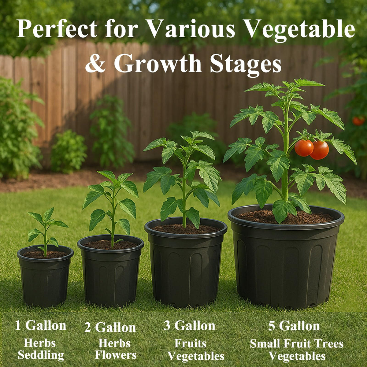 Stable cylinder design prevents tipping during watering and growth.