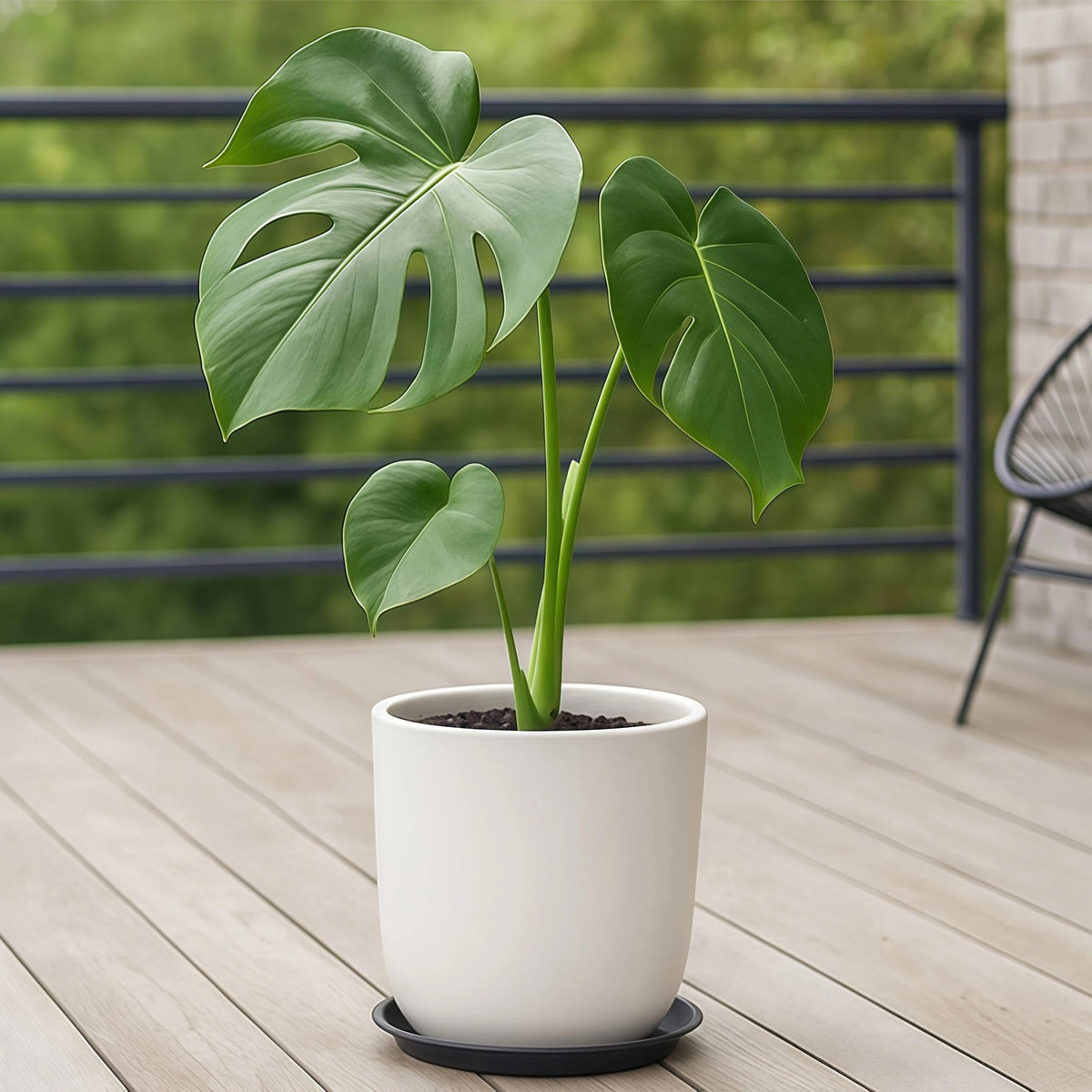 Tulpeed 16in plant saucer catches drainage for indoor plant care