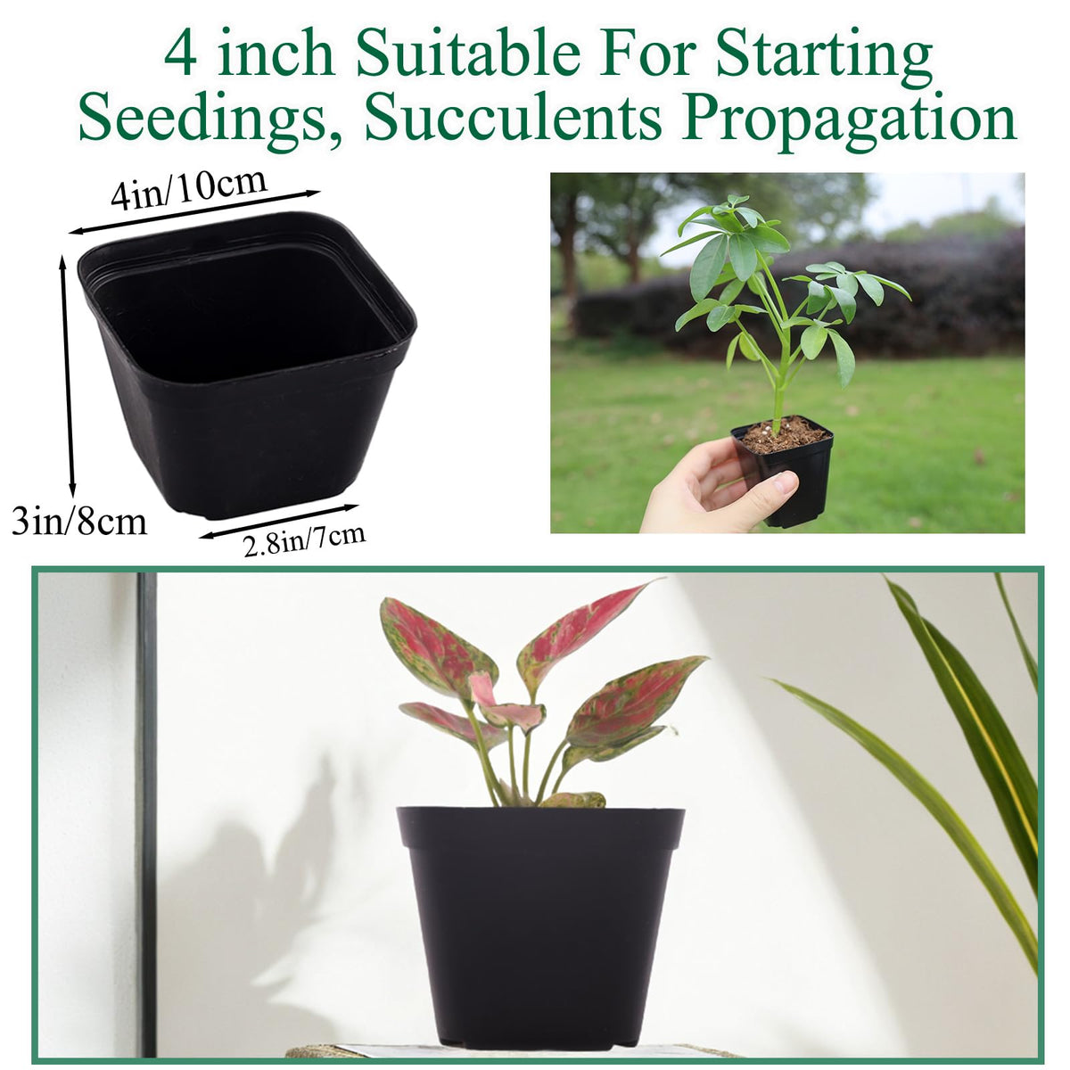 Tulpeed square 2-inch pots provide stable placement for upright growth.