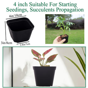 Tulpeed square 2-inch pots provide stable placement for upright growth.