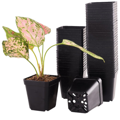 Tulpeed square pots with 2-inch drainage holes for healthy seedling development.