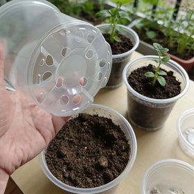Tuphuvy clear 6-inch nursery pot versatile for transplanting larger seedlings