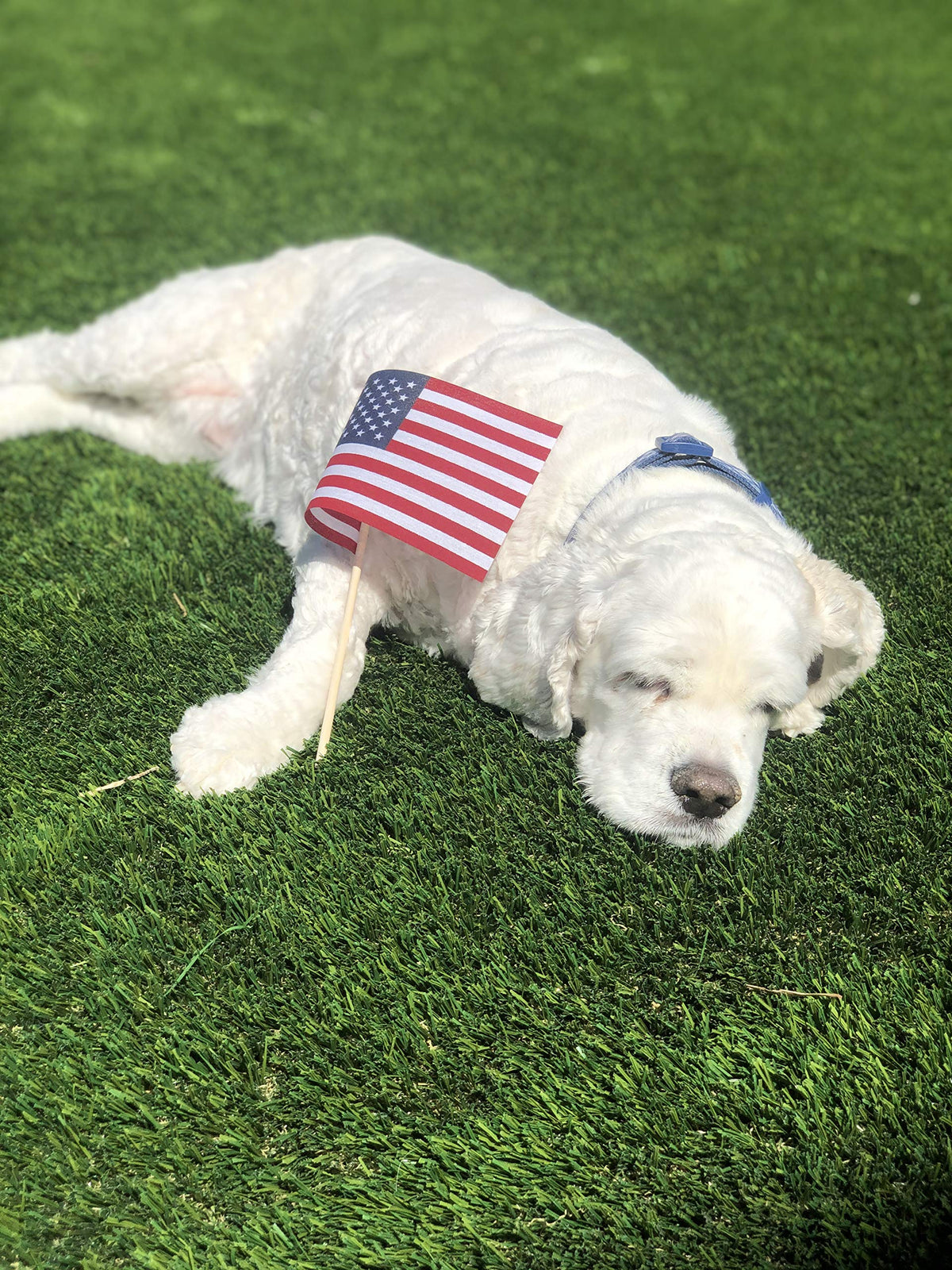 TUTARE 50 flag on a stick for veterans graves display