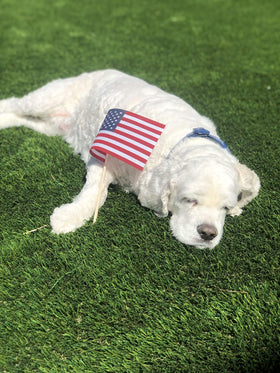 TUTARE 50 flag on a stick for veterans graves display