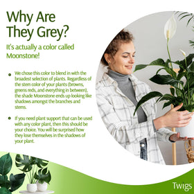Twigs GA plant stake outdoors in Moonstone for vine guidance