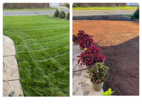 Twin City Seed Co. full sun to shade adaptability shown in the blend.