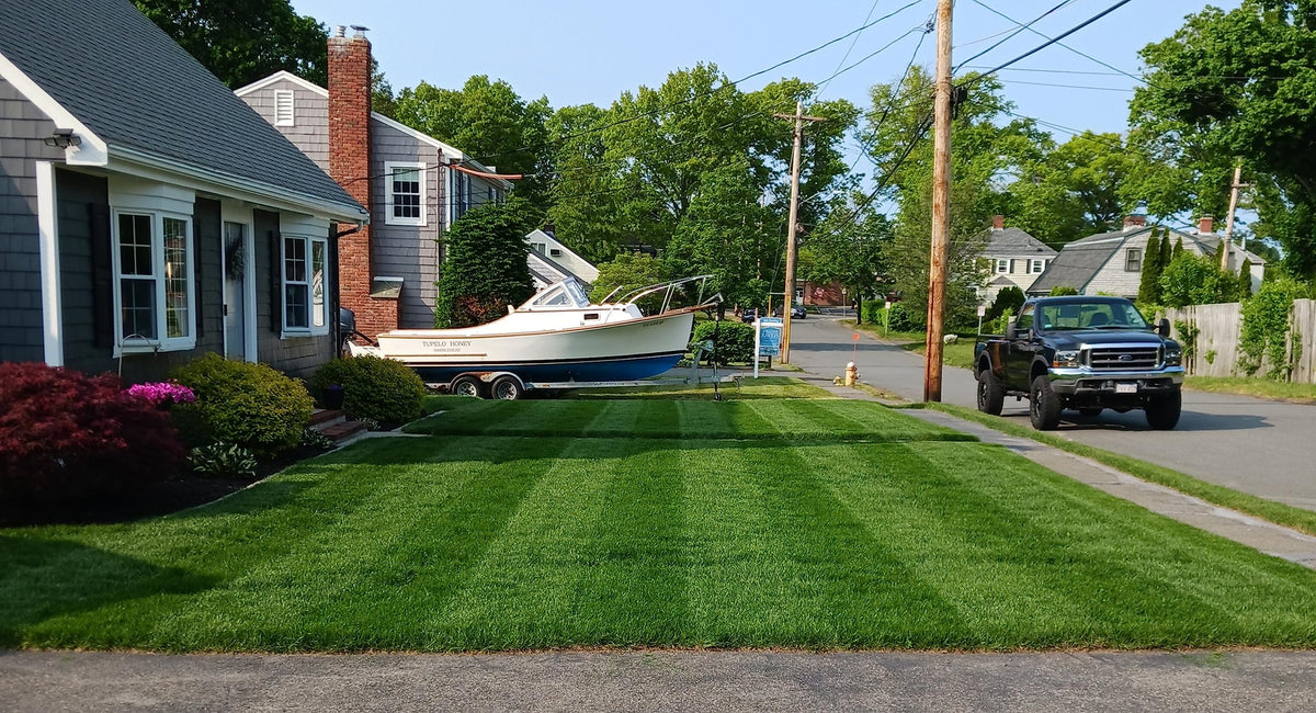 Twin City Seed Co. seed blend shown at mowing height for healthy lawn growth.
