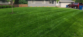 Twin City Seed Co. Tuff Turf seeds close-up highlights a hardy lawn mix.