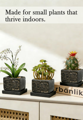 Txjyuyy succulent-cactus display fits desks and shelves with calm texture.