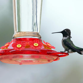 Tyqour replacement parts keep water clean for visiting birds.
