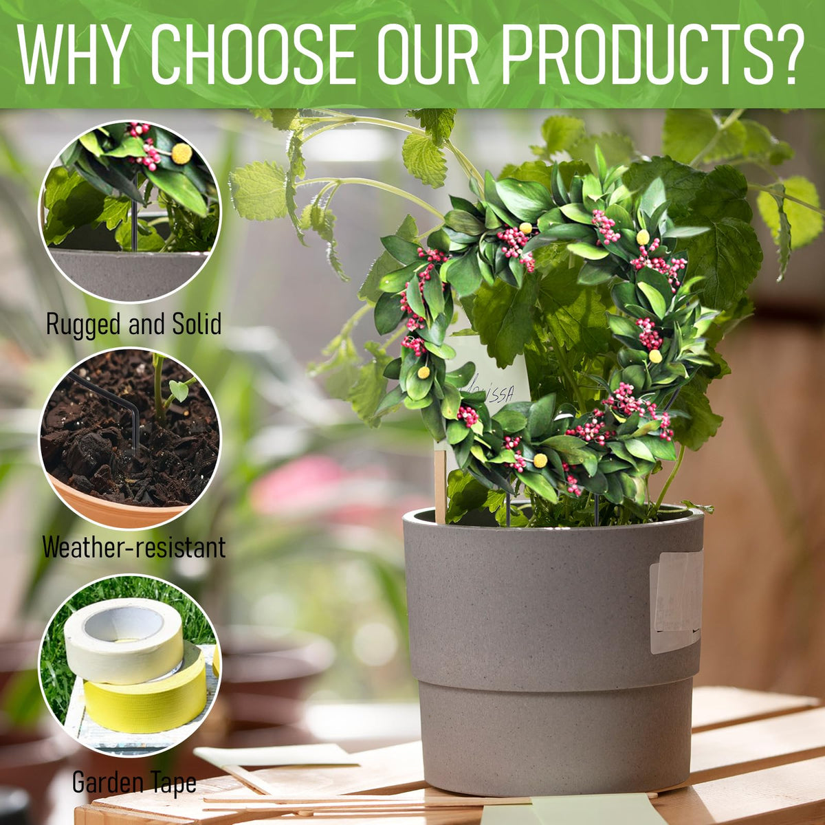Tyqour round trellis for hoya vines provides elegant indoor support.