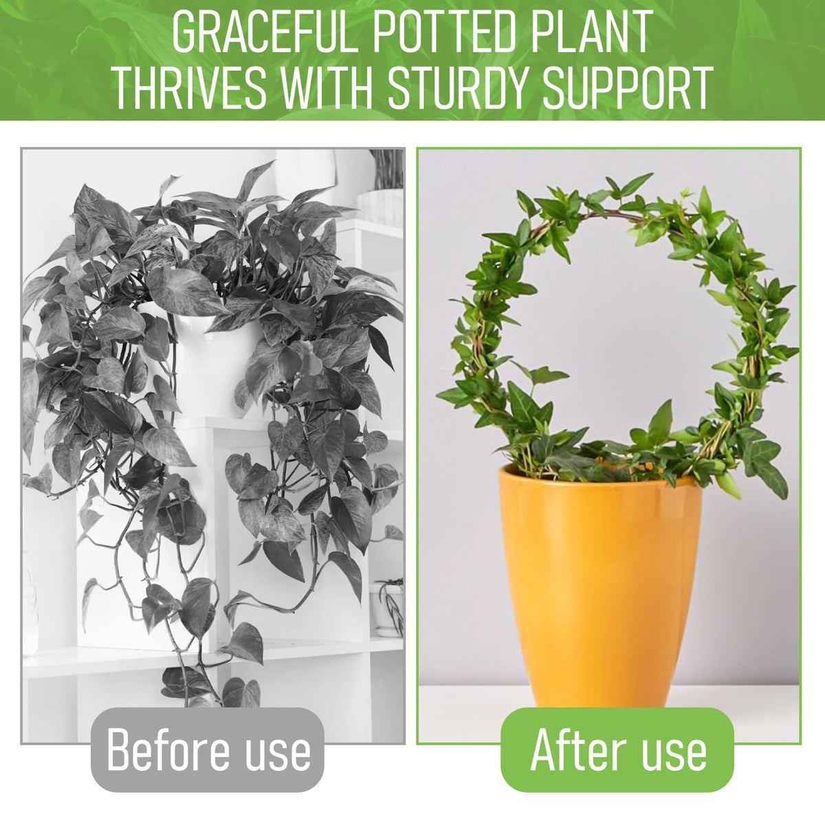 Tyqour round trellis supports ivy and philodendron growth with discreet black finish.