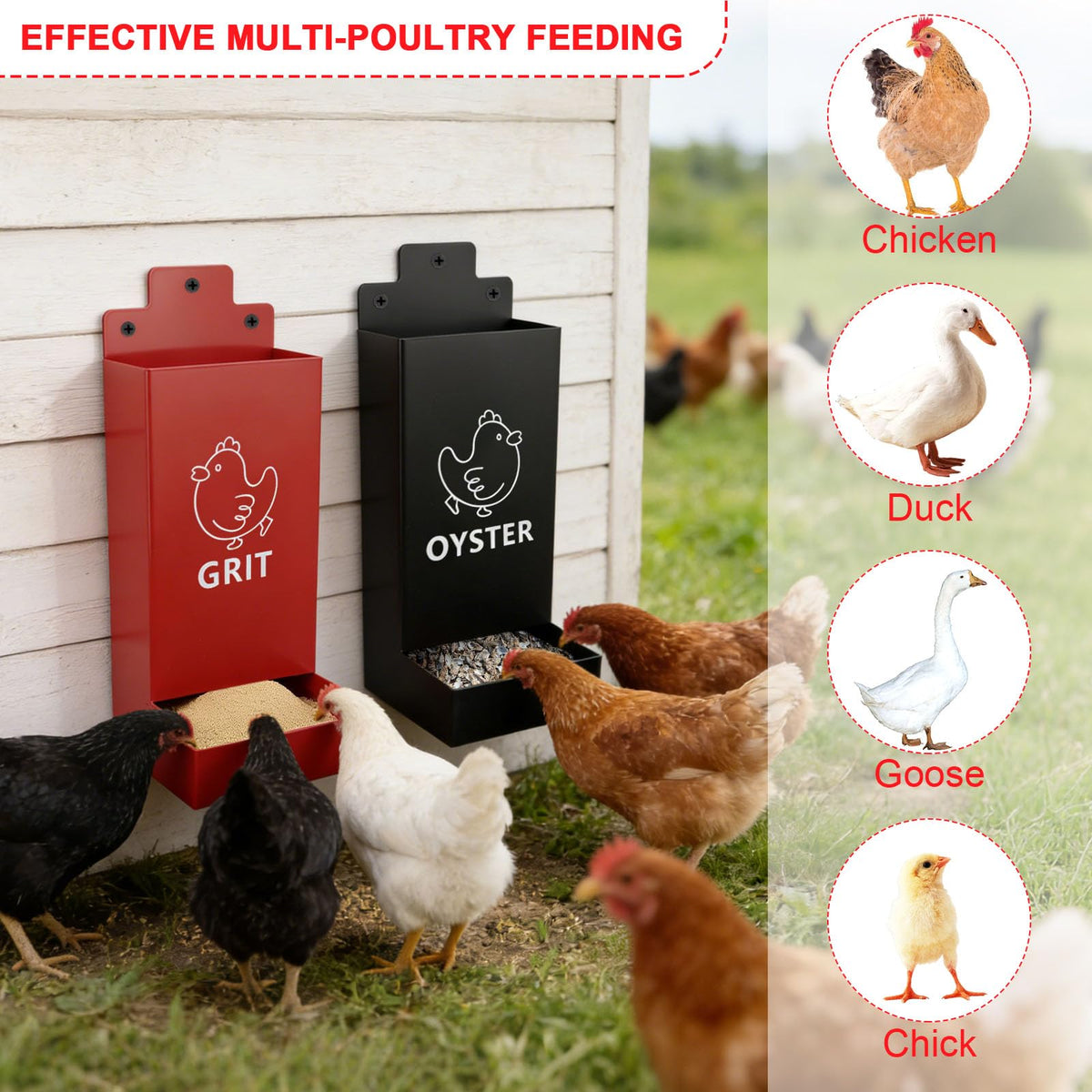 UAYNFY improved flock vitality through steady access to supplements.