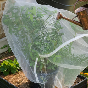 UB-STORE bag on a branch protecting fruit during growth