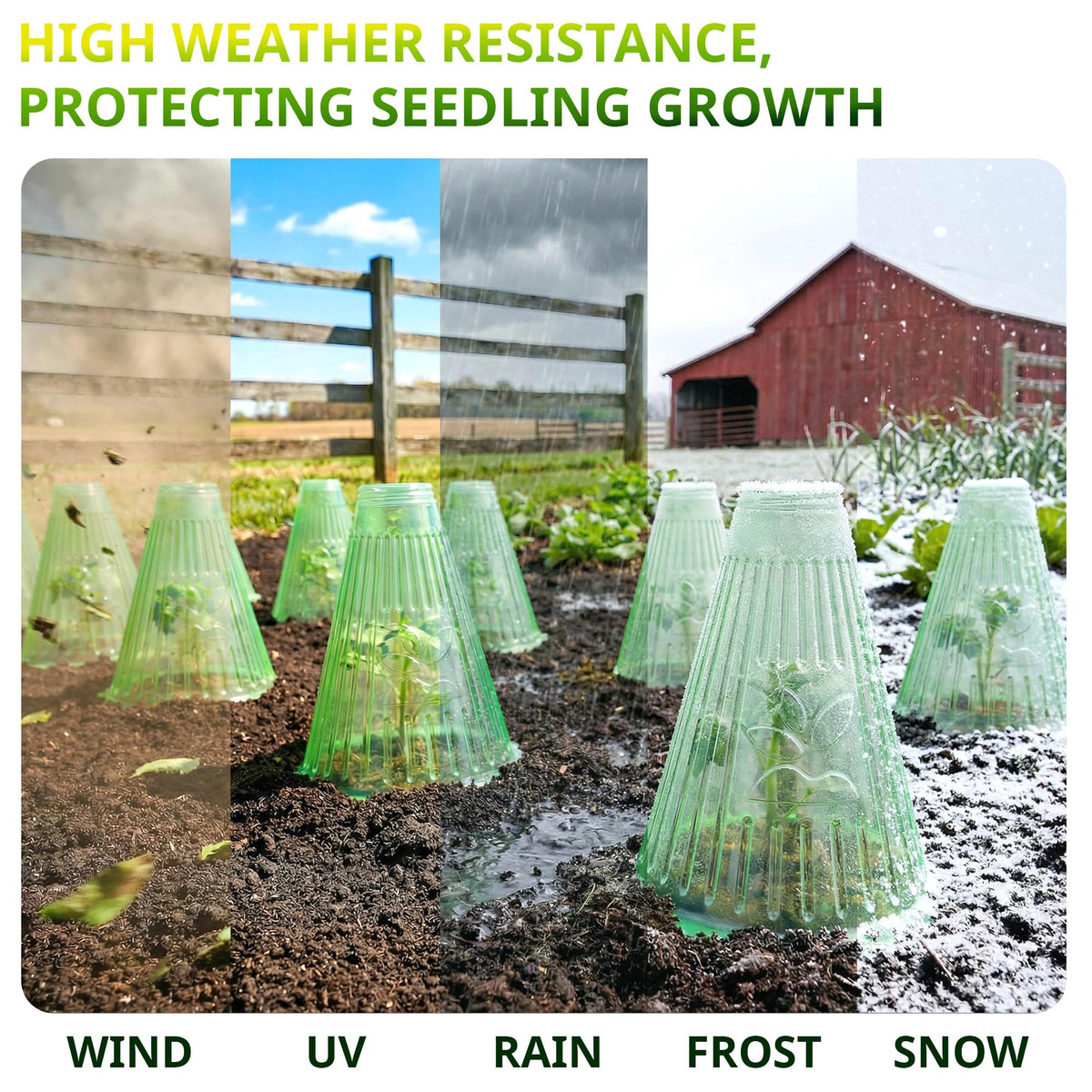 UCandy cloche shields seedlings from birds and sun for healthy outdoor growth