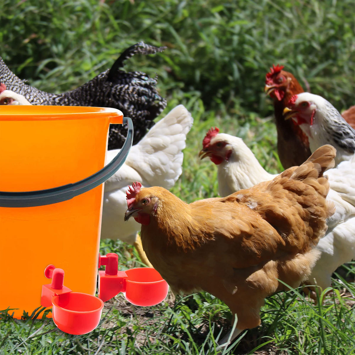 Versatile UCandy waterer cups safe for chicks and various birds