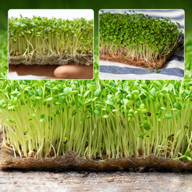 UCandy plant tray germination mat for indoor setup