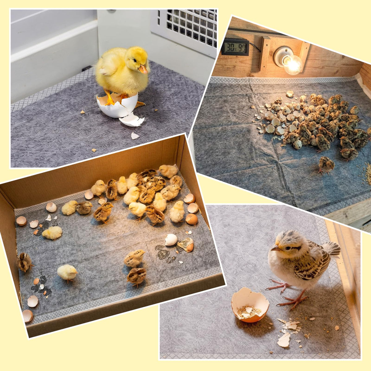 UCandy Soft-top sheet liner cushions new walkers and waddlers in the brooder.