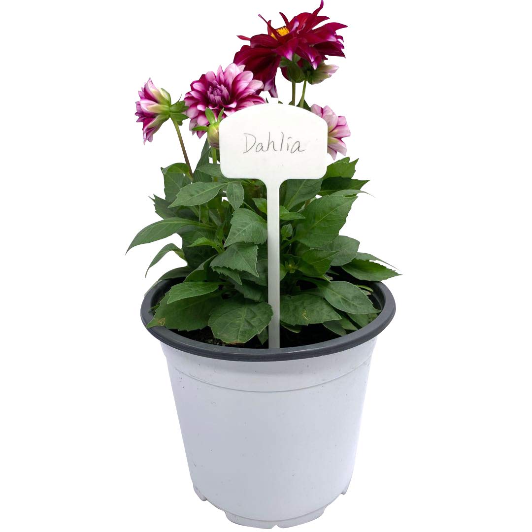 Ugold waterproof plant stakes provide durable labeling in beds or pots, resisting moisture for outdoor use.