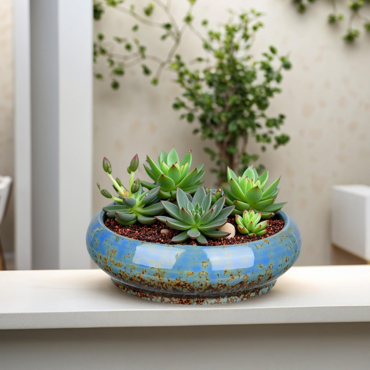 Uikherxn compact blue planter fits apartments, desks, and corners.