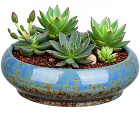 Uikherxn succulent planter blue lotus bowl 7.3 inches, ideal for desk display.