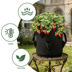 Ujukoxc spray bottle complements strawberry care and watering routines