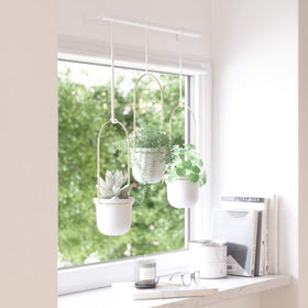 Umbra Triflora ideal for herbs and vines in narrow window spaces.