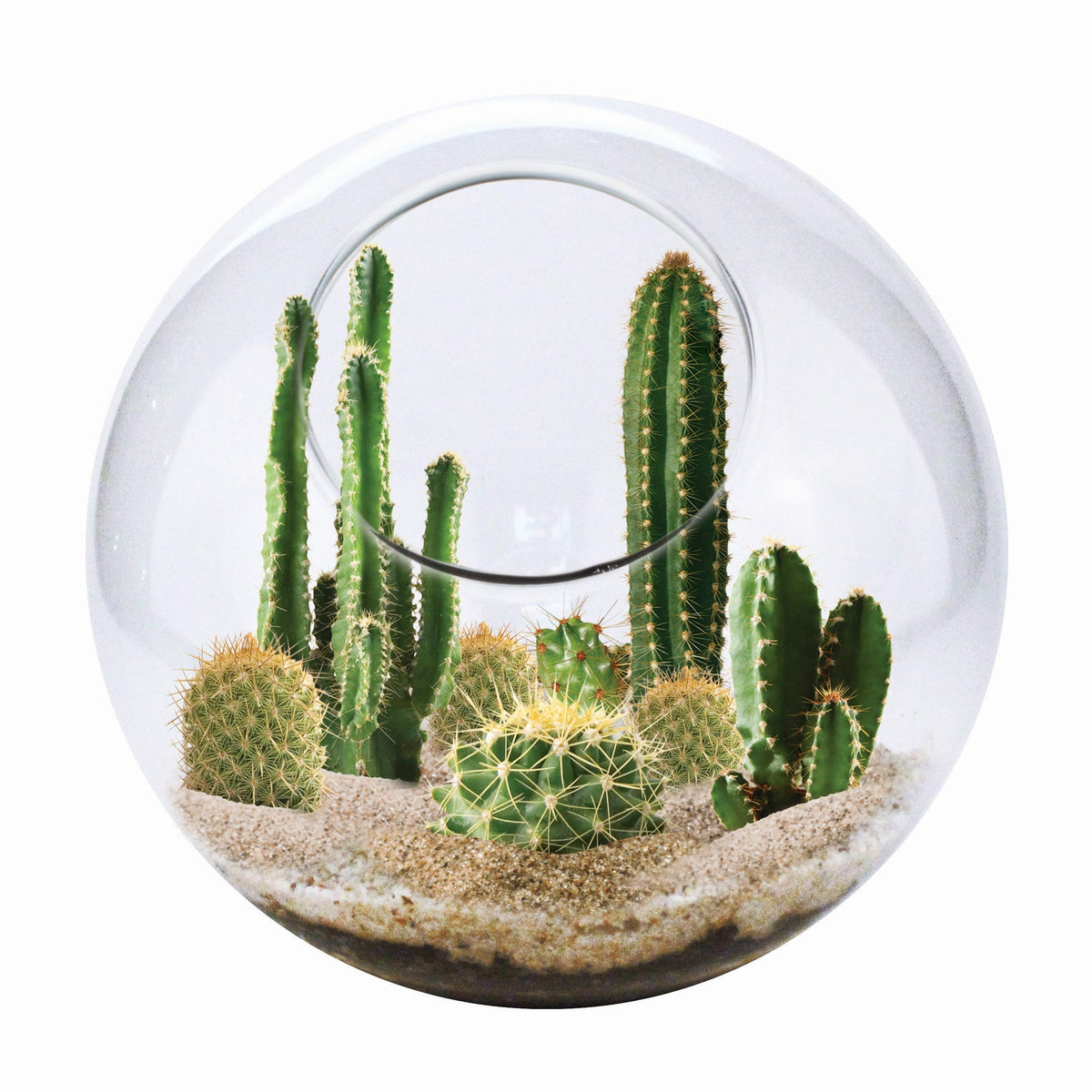 Unique Gardener cactus terrarium glass image showing a ready indoor desert setup for serene decor