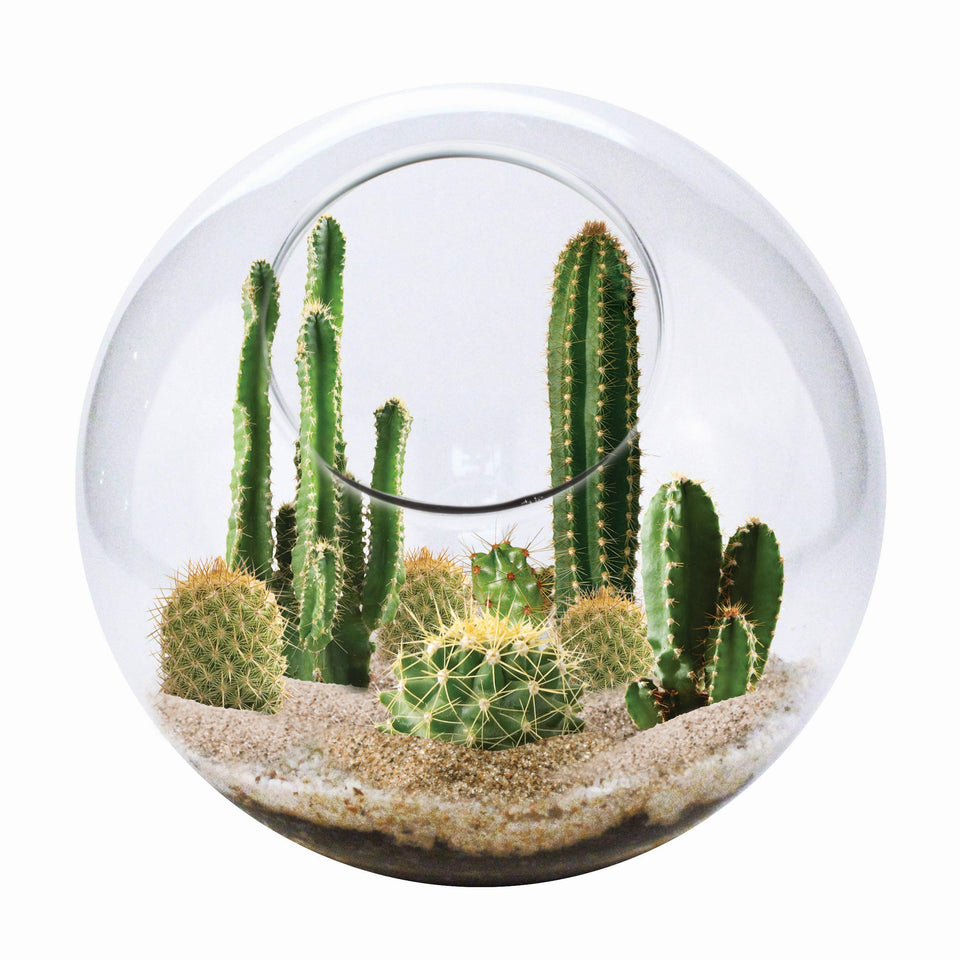 Unique Gardener cactus terrarium glass image showing a ready indoor desert setup for serene decor