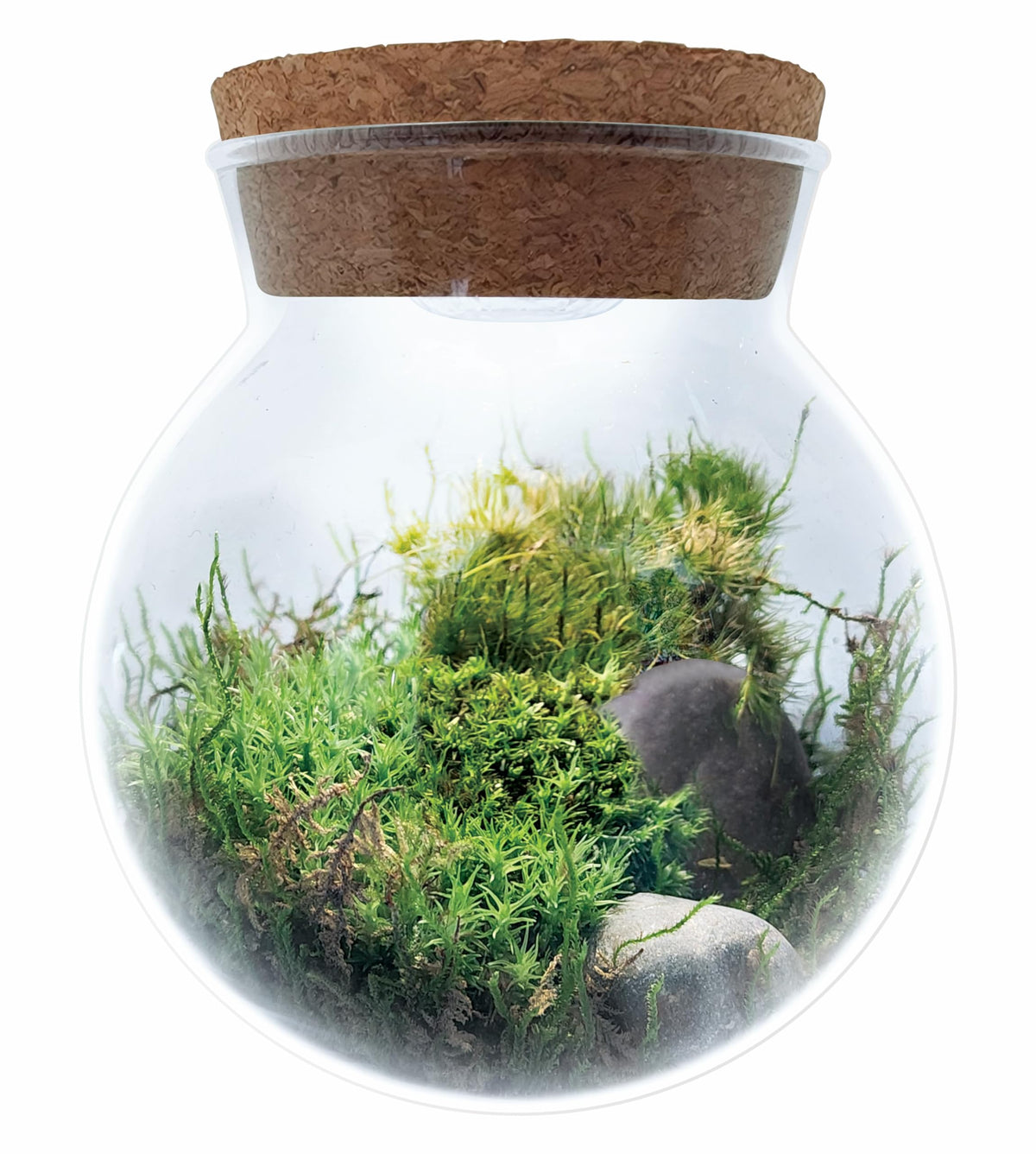 Unique Gardener Moss Bowl LED Light illuminates the moss setup for evening ambiance