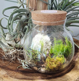 Unique Gardener Moss Bowl Sun Moss brings bright color to any corner of your space