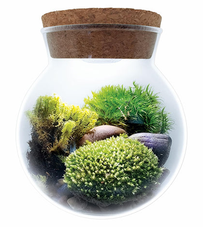 Unique Gardener Moss Bowl Terrarium with glass showcases a tranquil desk display for calm focus