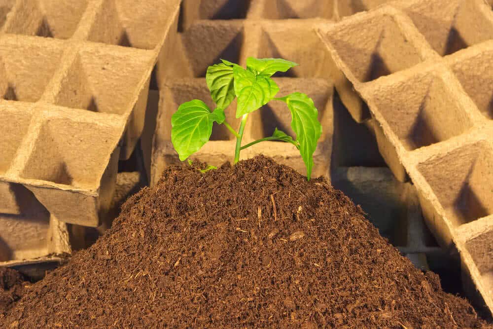 Unknown sphagnum peat moss for carnivorous plants; suitable acid-loving medium.