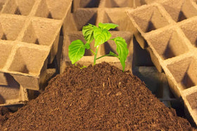 Unknown sphagnum peat moss for carnivorous plants; suitable acid-loving medium.