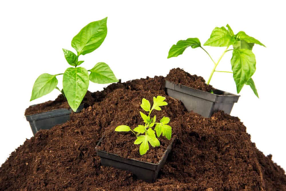 Unknown sphagnum peat moss moisture retention; supports steady watering in containers.