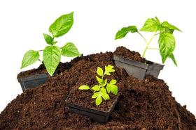 Unknown sphagnum peat moss moisture retention; supports steady watering in containers.