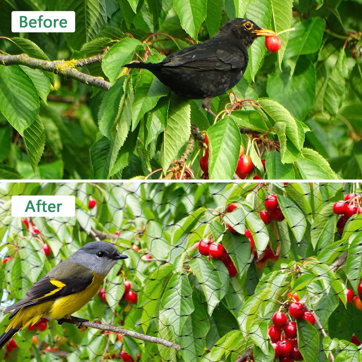 Unves garden netting protecting vegetables and fruit from birds and other roaming animals