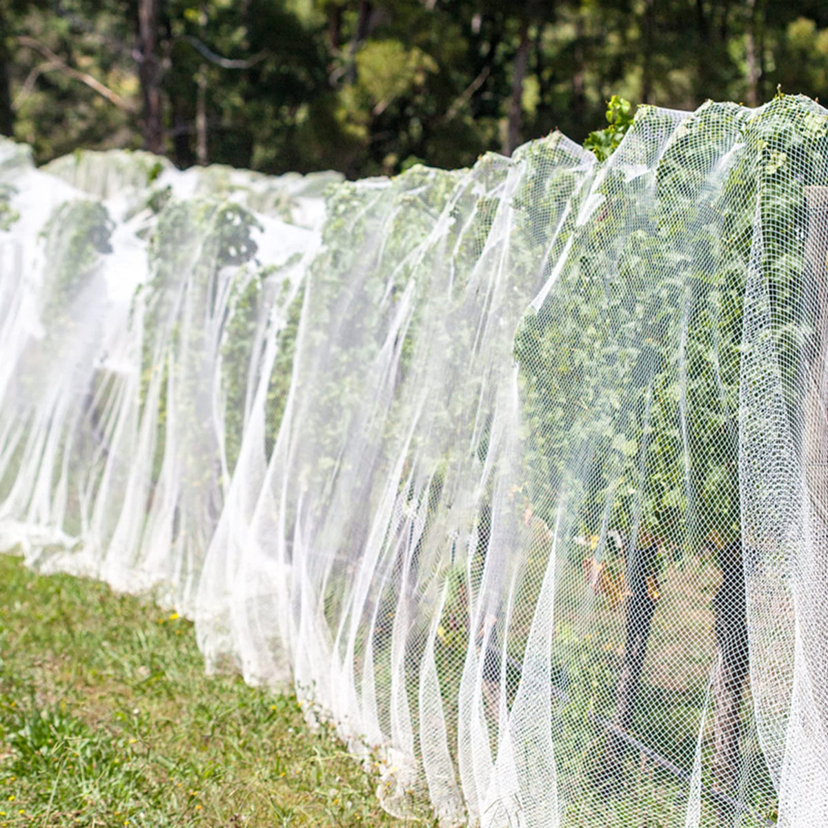 Unves insect netting used in nursery plots for pest protection.
