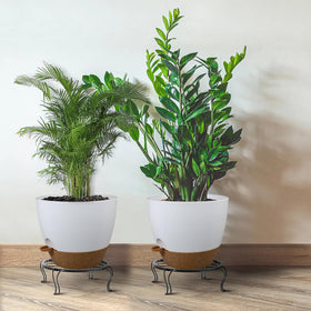 UOUZ 12-inch pot ideal for transplanting large indoor plants