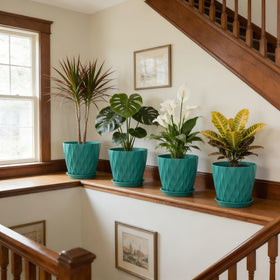 UOUZ 8-inch pot ideal for Monstera and Fiddle Leaf Fig.