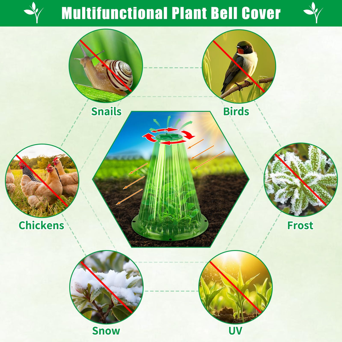 UQM mini greenhouse cloche creates sheltered conditions for early growth.