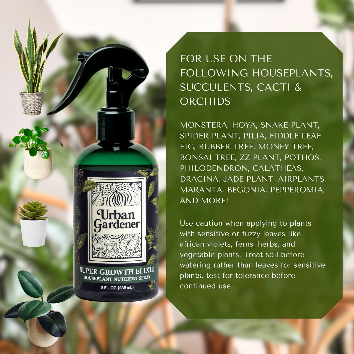 Urban Gardener Monstera deliciosa leaves receiving wellness spray for growth.