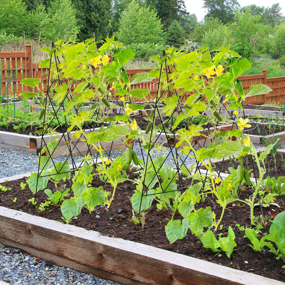 UrGROWA Cucumber Trellis climbing plants and tomatoes benefit from sturdy vertical support