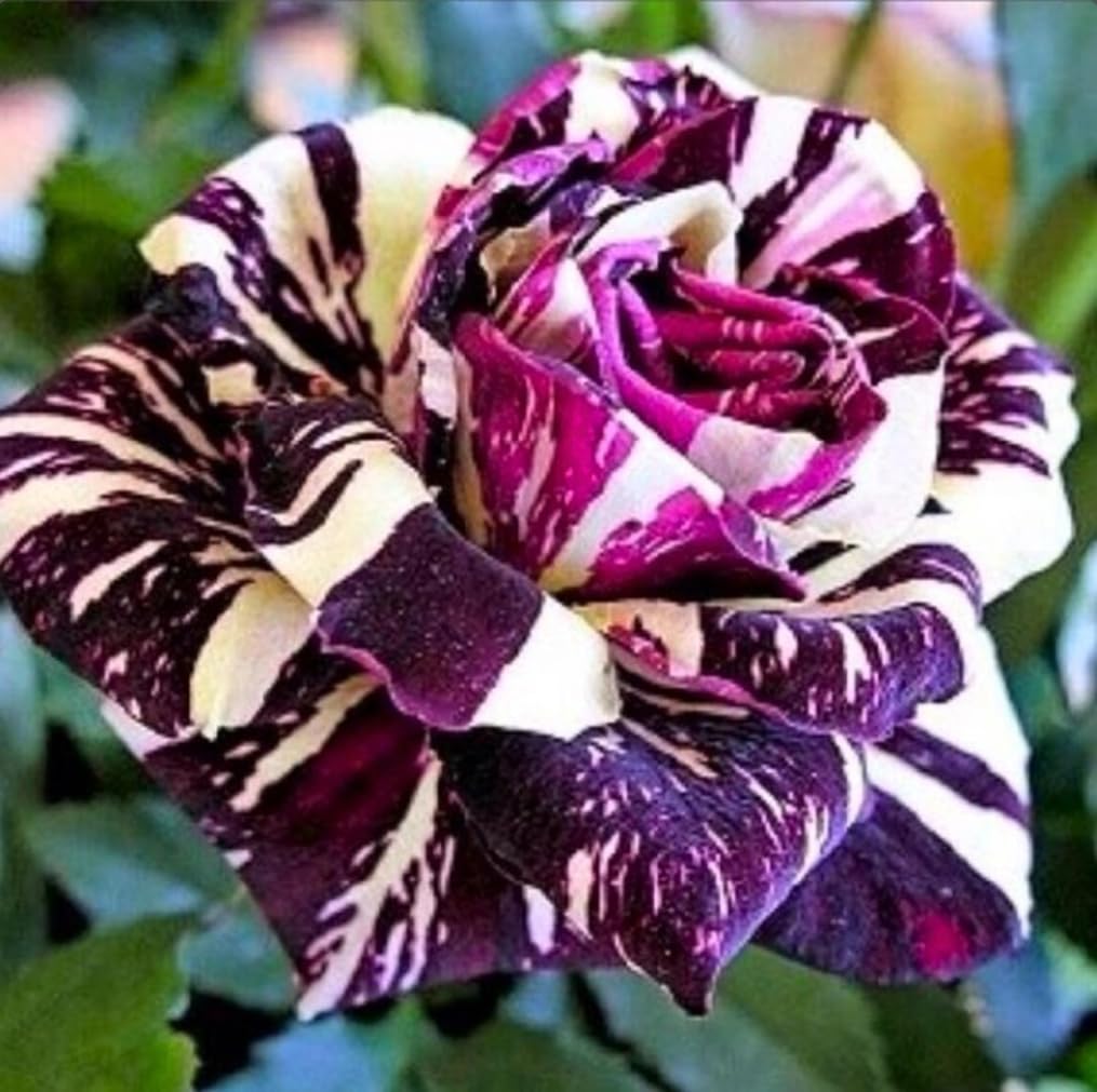USBRANDSEED cold-resistant rose seeds help hardy seedlings in cool climates.