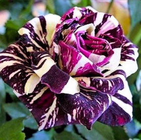 USBRANDSEED cold-resistant rose seeds help hardy seedlings in cool climates.