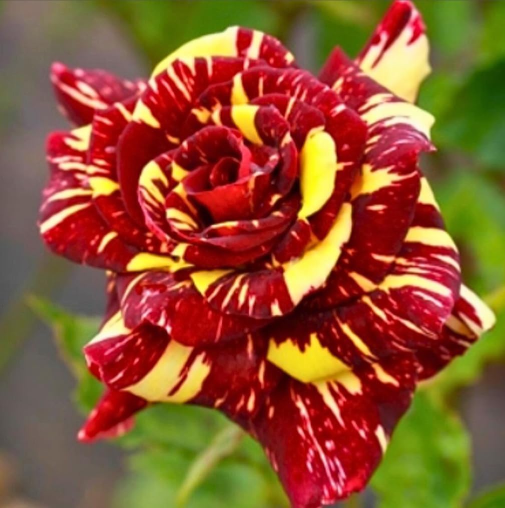 USBRANDSEED garden rose seed pack for spring blooms in borders or pots.