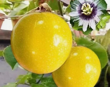 USBRANDSEED Golden Passion Fruit seeds pack ready for planting.