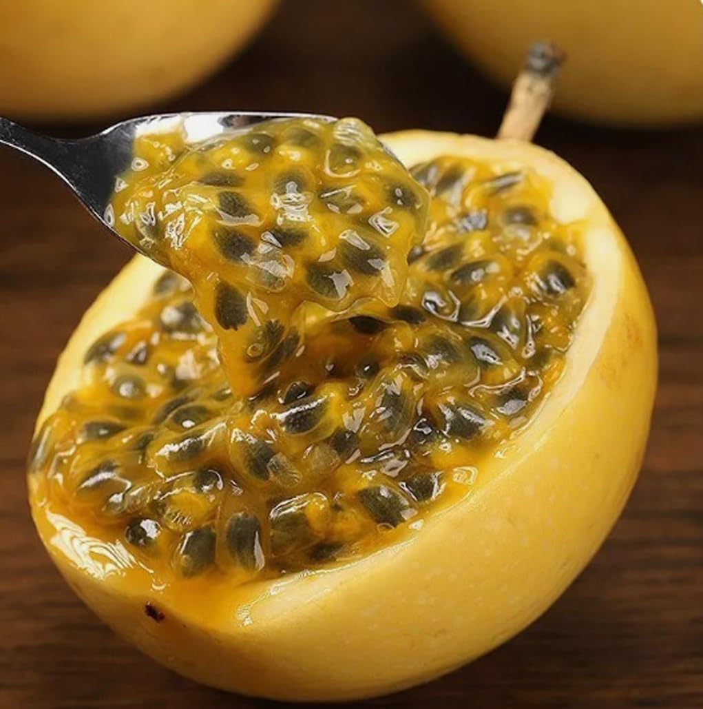 USBRANDSEED Golden Passion Fruit seeds growing into a young vine in a pot.